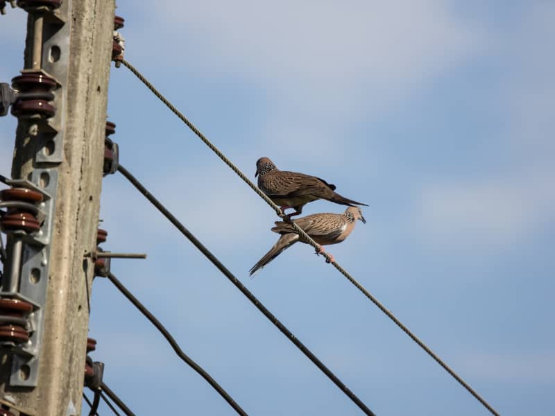 Aves posadas en líneas eléctricas