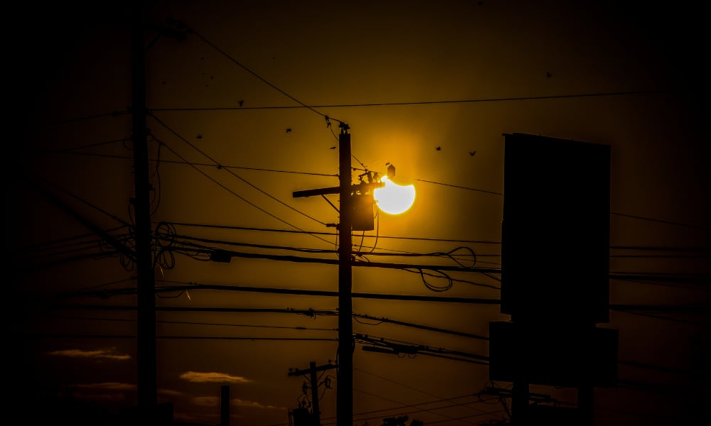 Colisión de aves con líneas eléctricas de noche